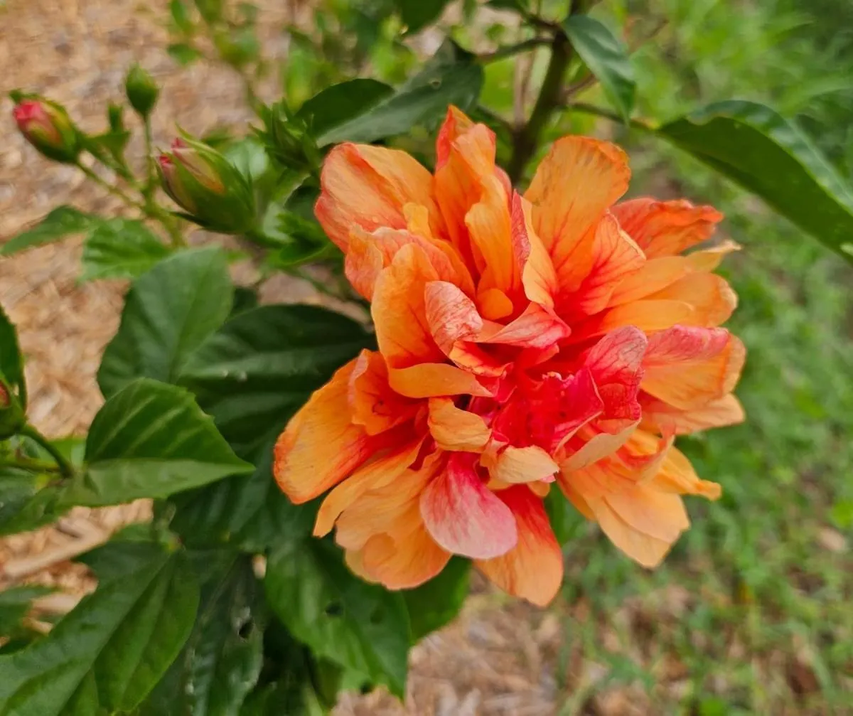Villa Iguana Deshaies