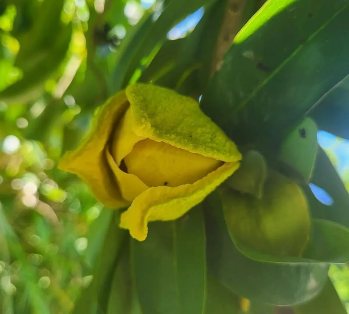 Villa Iguana Deshaies 0*,  Guadeloupe